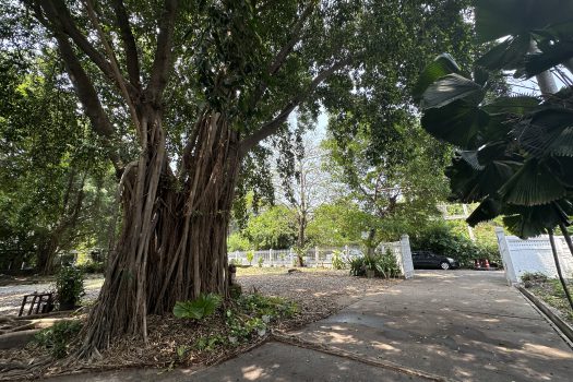 ให้เช่า ที่ดิน 400 ตร.ว. พร้อมบ้าน ในซอยประดิพัทธ์ ทำเลดี ทำร้านอาหาร คาเฟ่ ทำสตูดิโอ ถ่ายหนัง