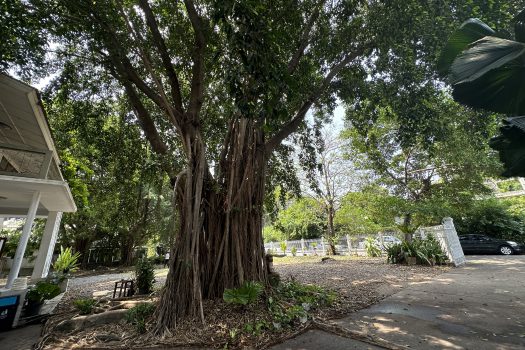 ให้เช่า ที่ดิน 400 ตร.ว. พร้อมบ้าน ในซอยประดิพัทธ์ ทำเลดี ทำร้านอาหาร คาเฟ่ ทำสตูดิโอ ถ่ายหนัง